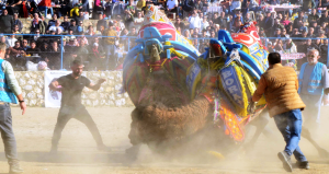 Muğla’da ki deve güreşleri Şap hastalığı nedeniyle iptal edildi