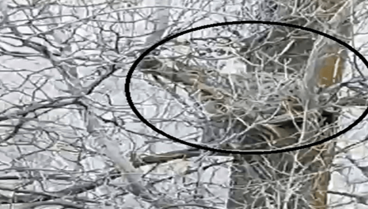 Nesli tehlike altında olan vaşak, ağaçta görüntülendi