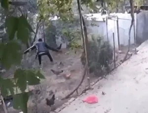 Osmaniye’de Tavuk Hırsızlığı: Bir Kişi Tutuklandı