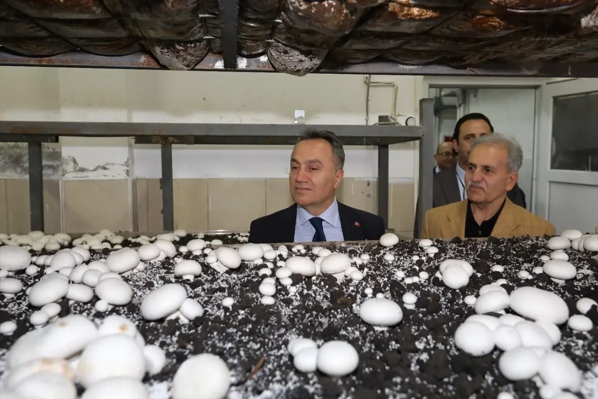 Rektör Yılmaz Mantar Tesisini Ziyaret Etti