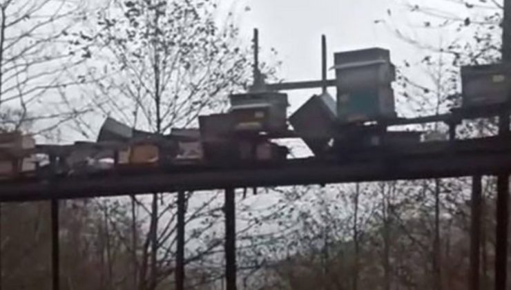 Rize’de ayılar arıcıların önlemlerini aştı