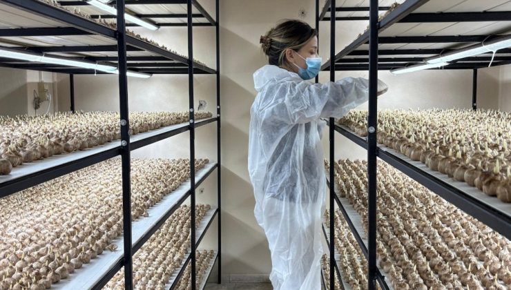 Sadece 1 gramı 700 lira ediyor…