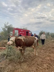 Sel Devrilen İnek Kurtarıldı