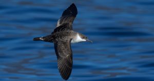 Türkiye’de ilk kez görüldü, ekipler peşine düştü