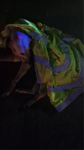 Yaralı Köpek Polis Ekipleri Tarafından Kurtarıldı