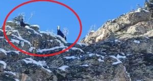 Adana’da dağda mahsur kalan keçiler kurtarılmayı bekliyor