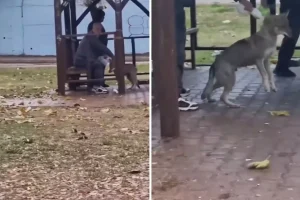 Adana’da kaydedilen görüntü ”Yok artık” dedirtti