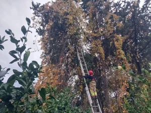 Ağaca Takılan Kızıl Şahin Kurtarıldı