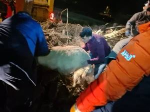 Aksaray’da Ahır Çöktü, 12 Hayvan Hayatını Kaybetti