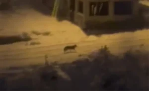 Amasya’da Aç Tilki Mahalleye İndi