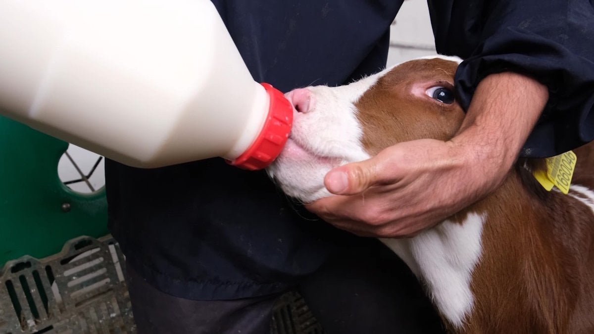 Amasya’da pilot uygulama başladı: Süt ineklerinden etçi buzağı üretilecek