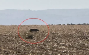 Anadolu Parsı İdil’de Görüntülendi