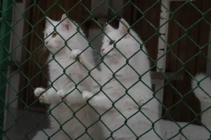 Ankara Kedisini Koruma Merkezi Başarılı Çalışmalar Yapıyor