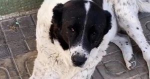 Ankara’da Matmazel’i darbeden sorumluların iş akitleri feshedildi