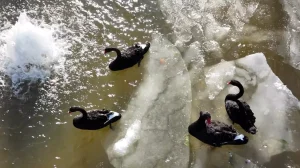 Ankara’da Parklar Buzla Kaplandı