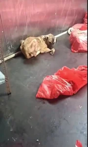 Ankara’daki Hayvan Bakımevi İddiaları Açıklandı