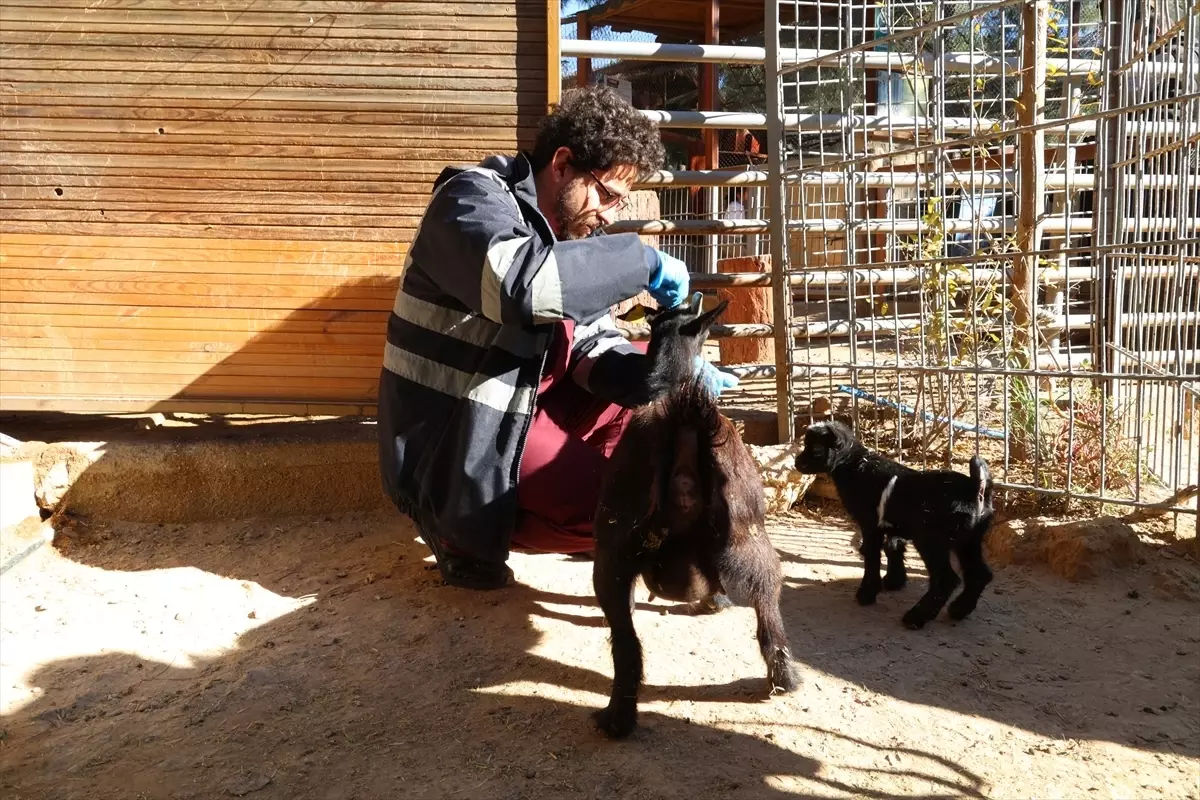 Antalya Doğal Yaşam Parkı’nda Kış Tedbirleri