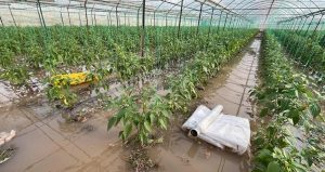 Antalya Kumluca’da sağanak kabusu: Ev ve seralar sular altında kaldı