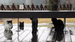 Antalya’da Şiddetli Yağış Hayatı Olumsuz Etkiliyor