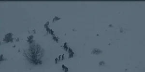 Artvin’de Çığda Çoban Cansız Bulundu