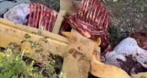 At kesen caniler yakalandı!