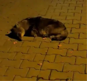 Atakum’da Bitkin Çakal Yavrusuna Bakım