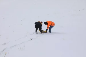 Başkale’de Yaban Hayvanlarına Yem Bırakıldı