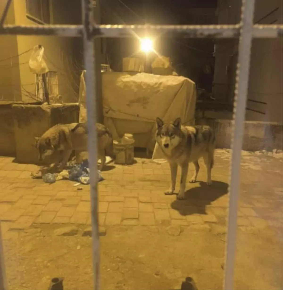 Beypazarı’nda Aç Kurtlar Sokaklarda