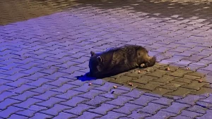 Bitkin Çakal Yavrusu Tedavi Altına Alındı