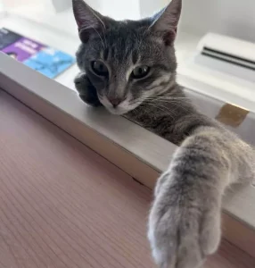 Bodrum’da ‘Duman’ Kedisi Ölü Bulundu