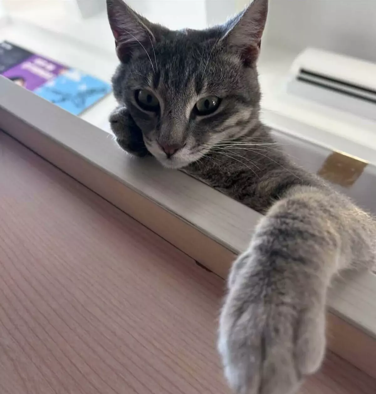 Bodrum’da ‘Duman’ Kedisi Ölü Bulundu