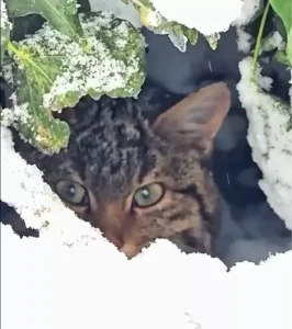 Bolu’da Nadir Yaban Kedisi Görüntülendi