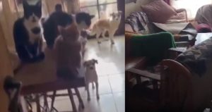 Bu eve giren ekipler gördükleri manzara karşısında neye uğradığını şaşırdı