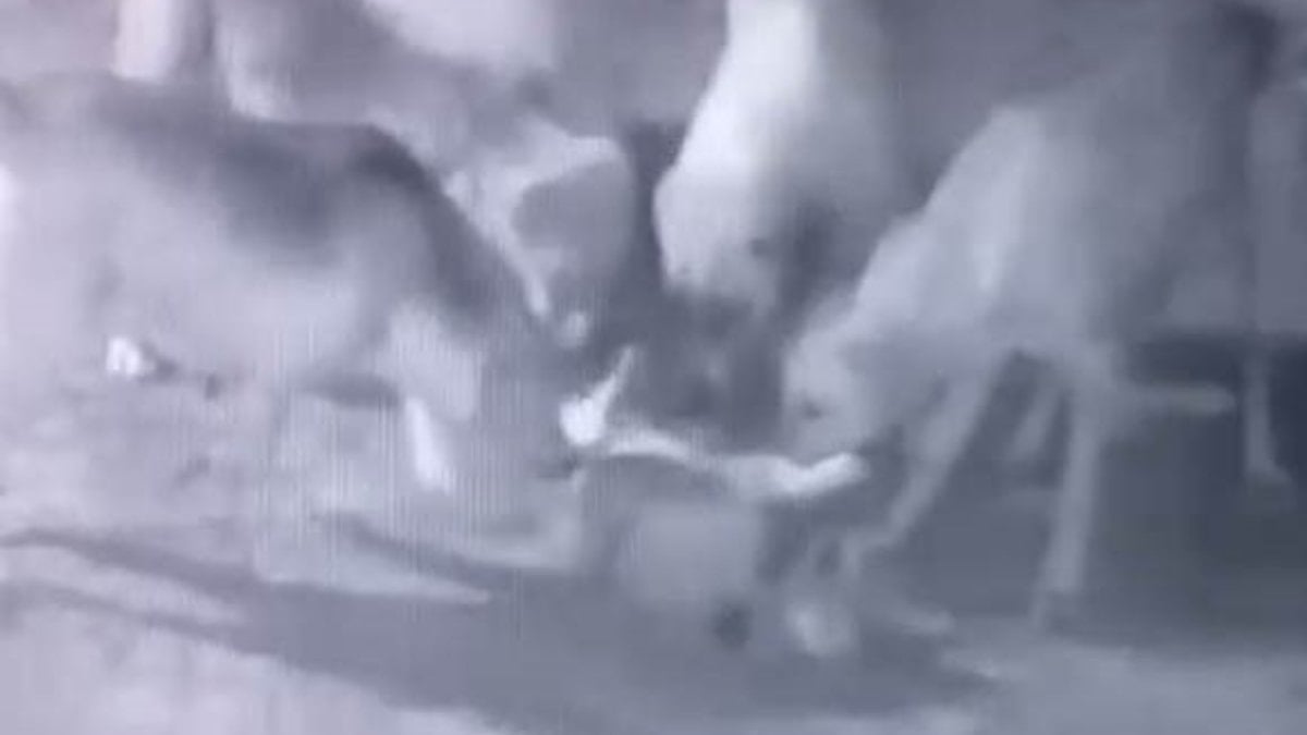 Burdur’da sokak köpekleri, sahipli köpeği telef etti