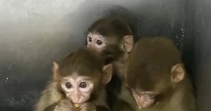 Bursa’da 3 makak maymunu korumaya alındı