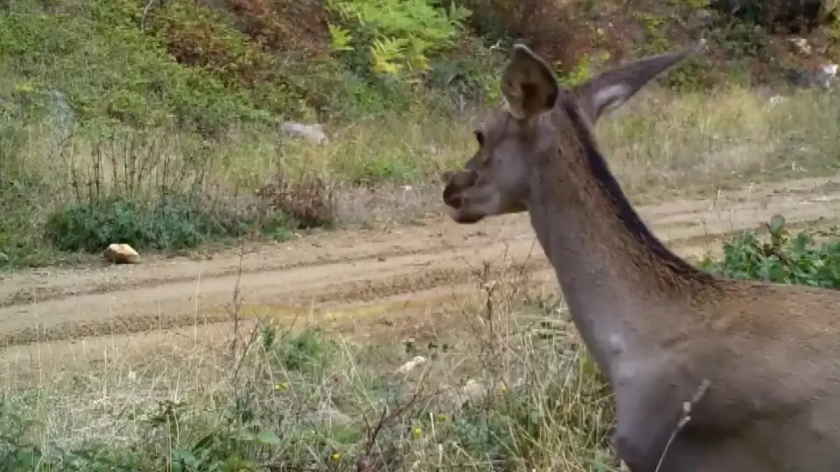 Bursa’da Kızılgeyiklerin Görüntüleri Paylaşıldı