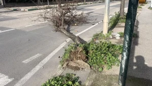 Bursa’da Lodos Felaketi