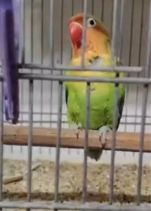 Çanakkale’de 9 Papağan Ele Ge geçirildi