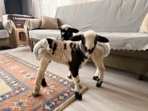 Çiftçi Evde Kuzu Bakıyor