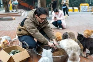 Çin’de Kedi Temalı Park Açıldı