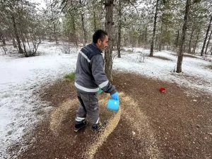 Çorum’da Yaban Hayvanlarına Yem Bırakıldı