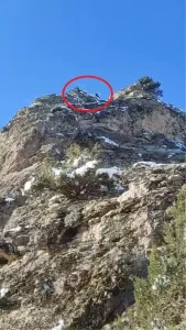 Dağda Mahsur Kalan 18 Keçi İçin Yardım Bekleniyor