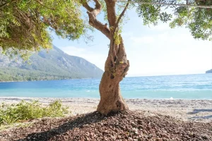 Devrilen Sakız Ağacı Yeniden Dikildi