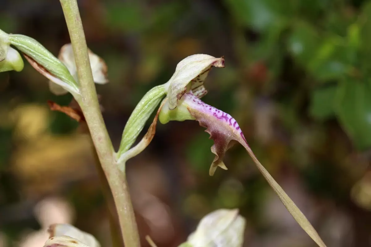Endemik Bitkilere İzin Gereksinimi