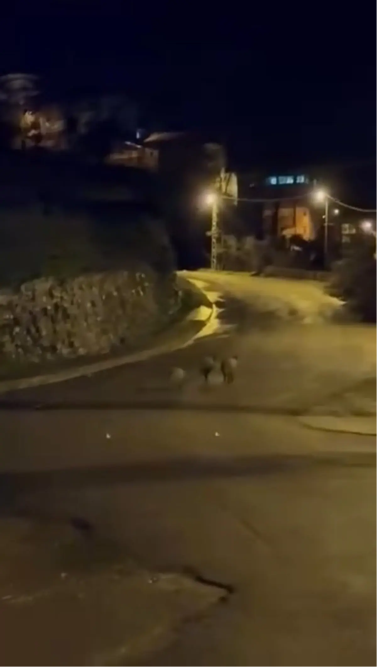 Ereğli’de Yaban Domuzları Şehir Merkezine İndi