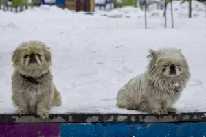 Erzurum ve Kars’ta Kar Yeniden Etkili