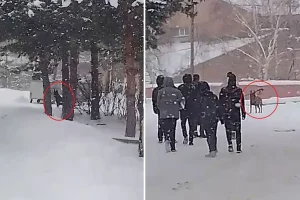 Erzurum’da Kurt Köpeği Saldırdı