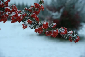 Eskişehir’de Kar Yağışı Etkili Oldu