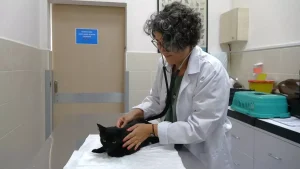 Evcil Hayvanlarda Dikkat Edilmesi Gerekenler