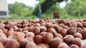 Geçen yıl 179 bin tondan fazla fındık ticaret borsasında işlem gördü